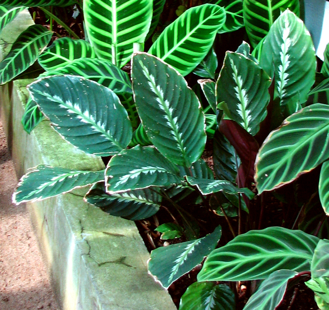 Goeppertia undulata: Greenhouses of the Botanical garden ( Saint Petersburg ). Marantaceae