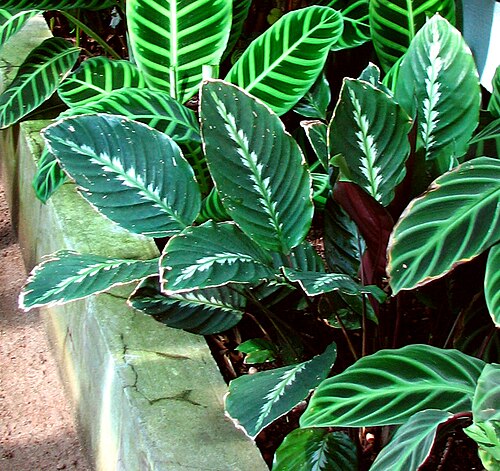 Goeppertia undulata: Greenhouses of the Botanical garden ( Saint Petersburg ). Marantaceae