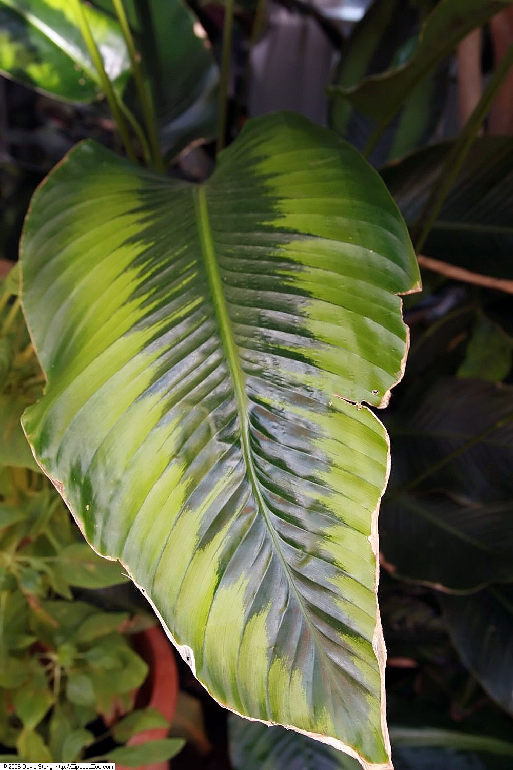 Goeppertia variegata: Location taken: United States Botanic Garden. Names: Calathea variegata (K.Koch) Linden ex Körn., Prayer Plan Classification: Plantae > Magnoliophyta > Liliopsi