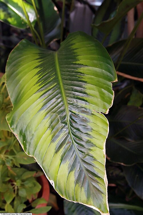 Goeppertia variegata: Location taken: United States Botanic Garden. Names: Calathea variegata (K.Koch) Linden ex Körn., Prayer Plan Classification: Plantae > Magnoliophyta > Liliopsi