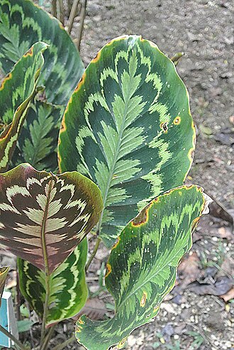 Goeppertia veitchiana: The patterned leaves of Puma Panga at Jatun Sacha gardens, Ecuador.
