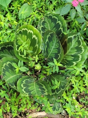 Goeppertia veitchiana (Goeppertia veitchiana)