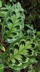 Goeppertia veitchiana (Goeppertia veitchiana)