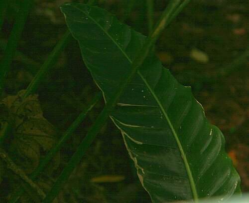 Goeppertia vinosa: Location taken: INBioparque, Santo Domingo de Heredia, Costa Rica. Names: Calathea vinosa H.A.Kenn. Classification: Plantae > Magnoliophyta > Liliopsida > Zingi