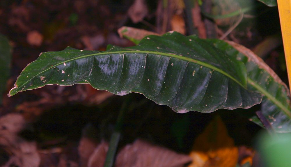 Goeppertia vinosa: Location taken: INBioparque, Santo Domingo de Heredia, Costa Rica. Names: Calathea vinosa H.A.Kenn. Classification: Plantae > Magnoliophyta > Liliopsida > Zingi