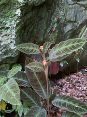 Goeppertia warszewiczii (Goeppertia warszewiczii)
