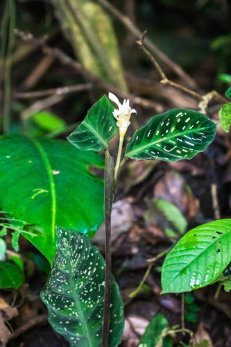 Goeppertia warszewiczii (Goeppertia warszewiczii)