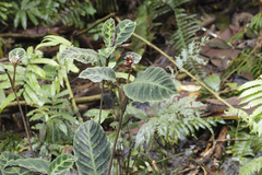 Goeppertia warszewiczii (Goeppertia warszewiczii)