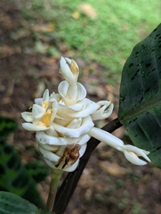 Goeppertia warszewiczii (Goeppertia warszewiczii)