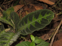 Goeppertia warszewiczii (Goeppertia warszewiczii)