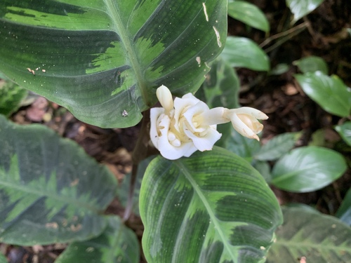 Goeppertia warszewiczii (Goeppertia warszewiczii)