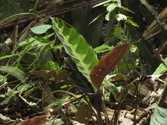 Goeppertia warszewiczii (Goeppertia warszewiczii)