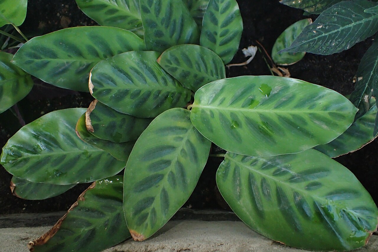 Goeppertia wiotii: Calathea wiotii in the Botanischer Garten, Berlin-Dahlem