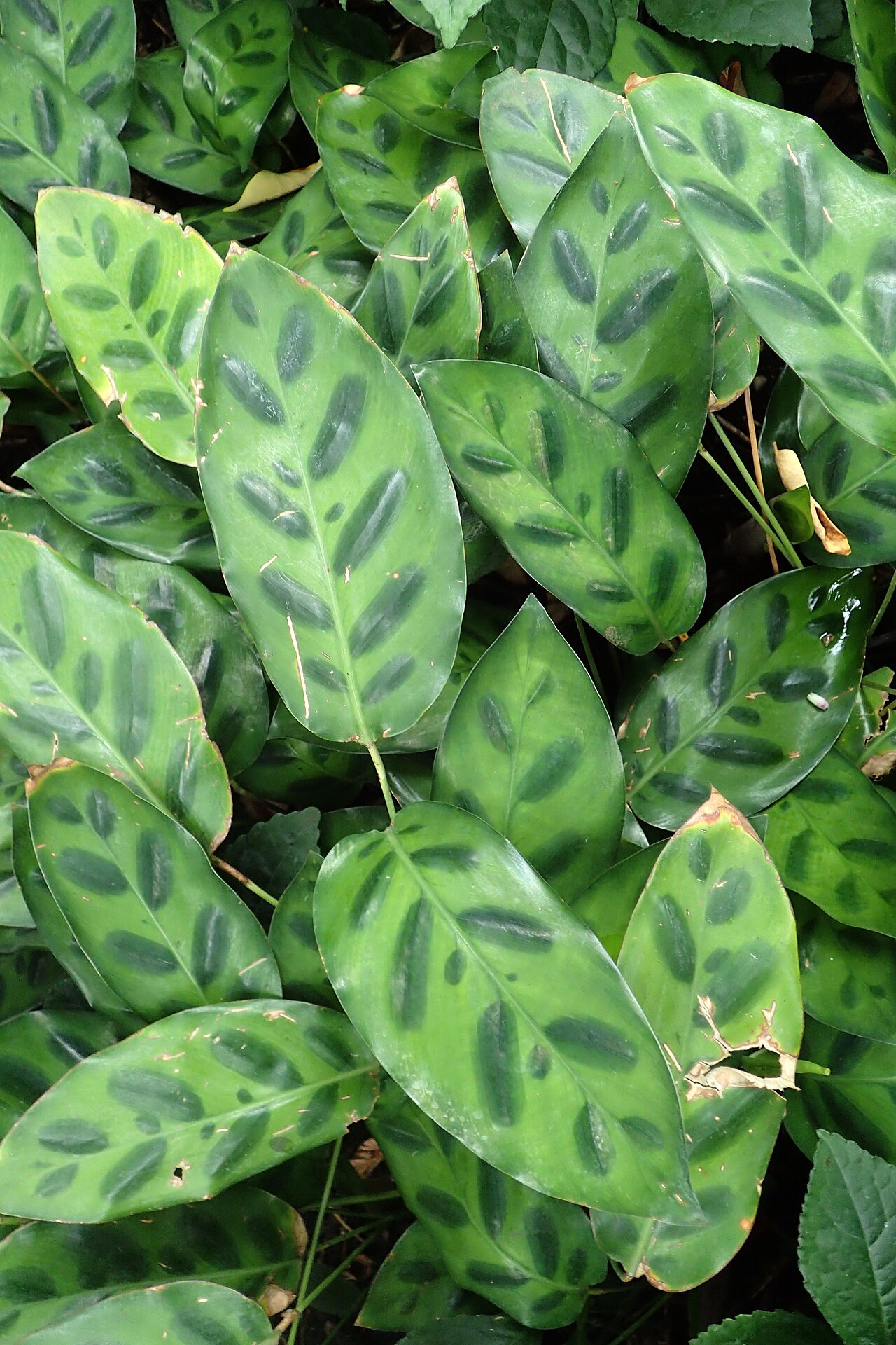 Goeppertia wiotii: Calathea wiotii in the Brooklyn Botanic Garden