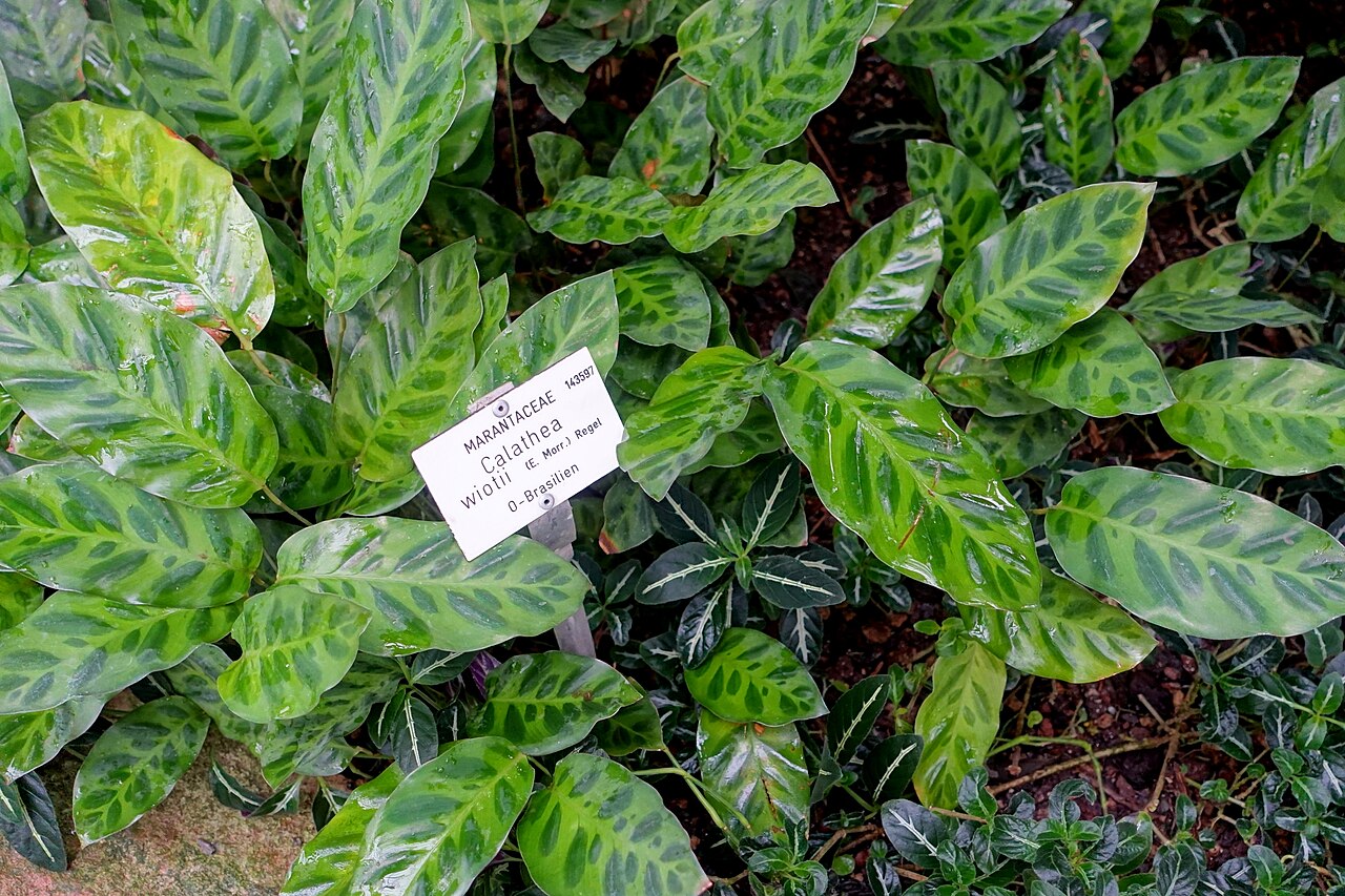 Goeppertia wiotii: Botanical specimen in the Botanischer Garten - Heidelberg, Germany.