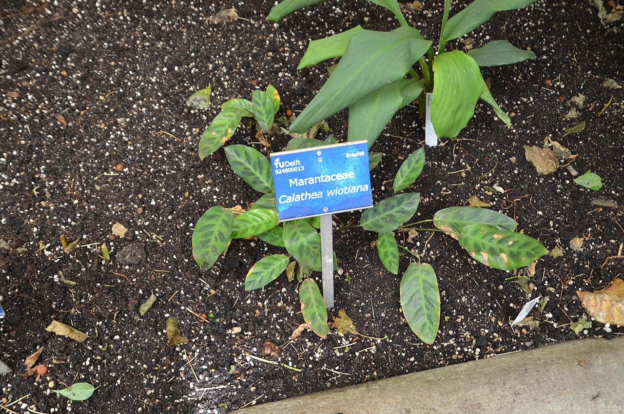 Goeppertia wiotii (Goeppertia wiotii)