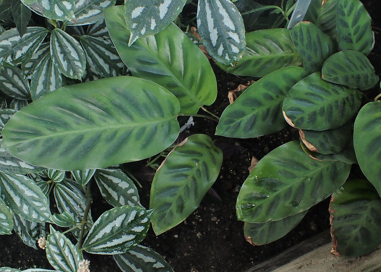 Goeppertia wiotii: Calathea wiotii in the Botanischer Garten, Berlin-Dahlem