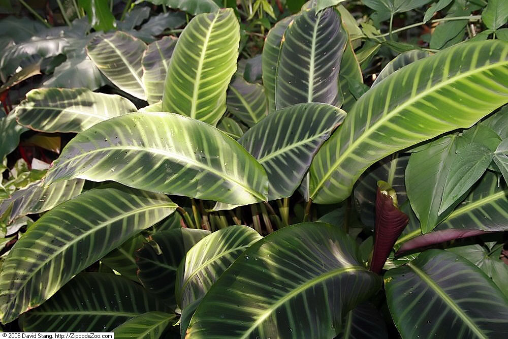 Zebraplant: Location taken: United States Botanic Garden. Names: Calathea zebrina (Sims) Lindl., Calathéa Aux Feuilles Zébrées, Calathea, Galanga Zébrée, Zebra Plant, Zebra