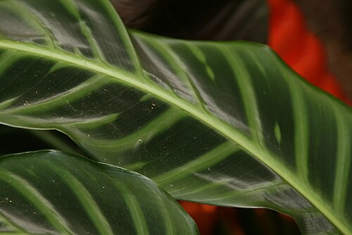 Zebraplant: Location taken: Fairchild Tropical Botanic Garden, Miami, FL USA. Names: Calathea zebrina (Sims) Lindl., Calathéa Aux Feuilles Zébrées, Calathea, Galanga Zébrée