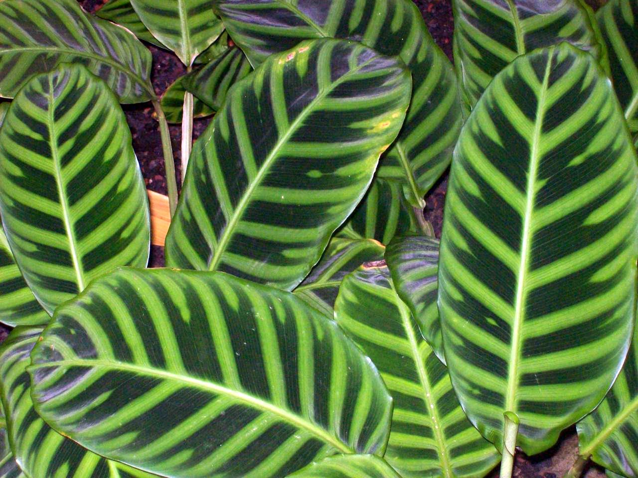 Zebraplant: Calathea zebrina (de: Zebrapflanze), origin: Brazil