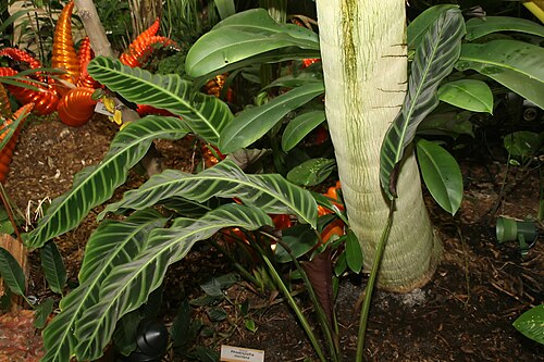 Zebraplant: Location taken: Fairchild Tropical Botanic Garden, Miami, FL USA. Names: Calathea zebrina (Sims) Lindl., Calathéa Aux Feuilles Zébrées, Calathea, Galanga Zébrée
