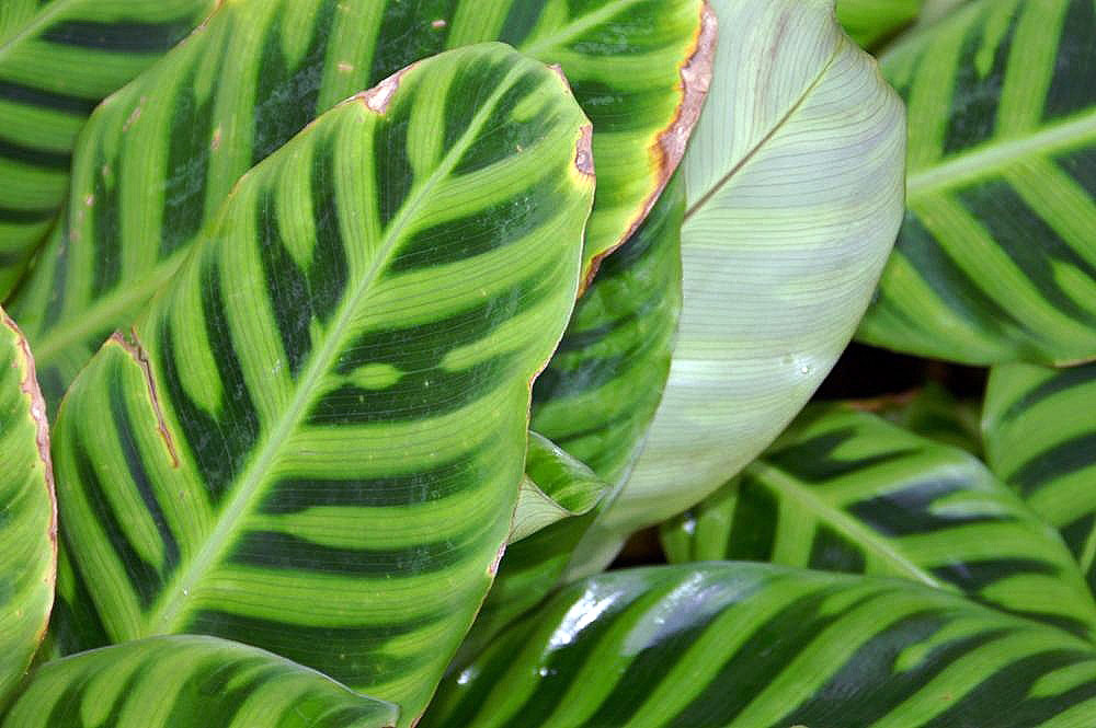 Zebraplant: Location taken: Rawlings Conservatory & Botanic Gardens, Baltimore MD USA. Names: Calathea zebrina (Sims) Lindl., Calathéa Aux Feuilles Zébrées, Calathea, Galan