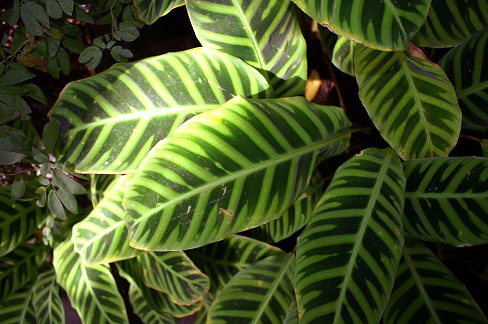 Zebraplant: Location taken: the New York Botanical Garden. Names: Calathea zebrina (Sims) Lindl., Calathéa Aux Feuilles Zébrées, Calathea, Galanga Zébrée, Zebra Plant, Zebr