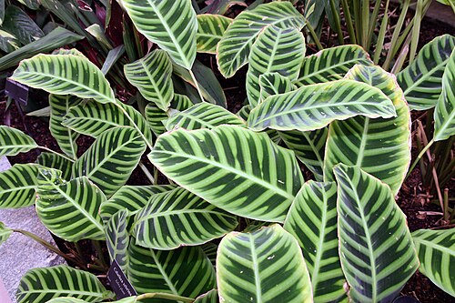 Zebraplant: Location taken: Longwood Gardens, Kennett Square, Pennsylvania.. Names: Calathea zebrina (Sims) Lindl., Calathéa Aux Feuilles Zébrées, Calathea, Galanga Zébrée,