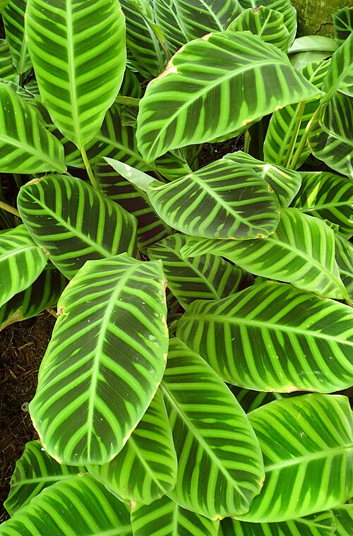Zebraplant: Calathea zebrina in Boltz Conservatory, Madison, Wi