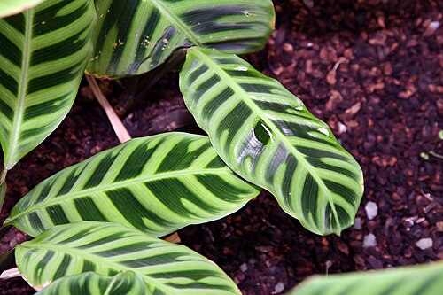 Zebraplant: Location taken: Longwood Gardens, Kennett Square, Pennsylvania.. Names: Calathea zebrina (Sims) Lindl., Calathéa Aux Feuilles Zébrées, Calathea, Galanga Zébrée,