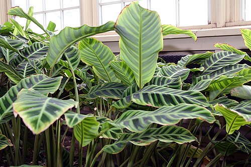 Zebraplant: Location taken: Longwood Gardens, Kennett Square, Pennsylvania.. Names: Calathea zebrina (Sims) Lindl., Calathéa Aux Feuilles Zébrées, Calathea, Galanga Zébrée,