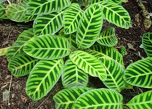 Zebraplant: Calathea zebrina at the New York Botanical Garden