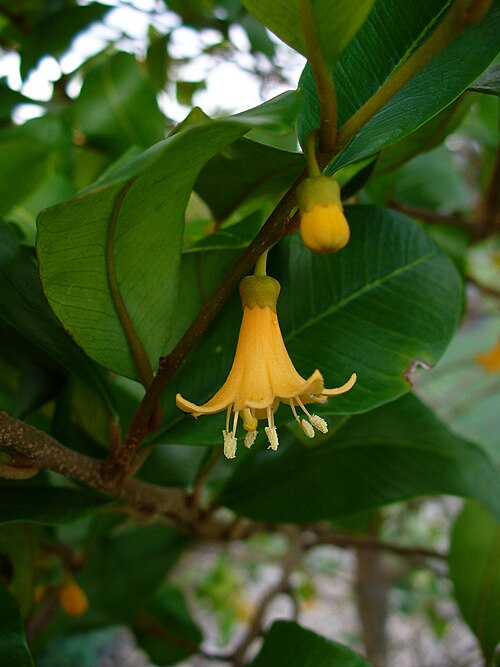 Mata buey: Flower of Goetzea elegans , South Miami, Florida, USA