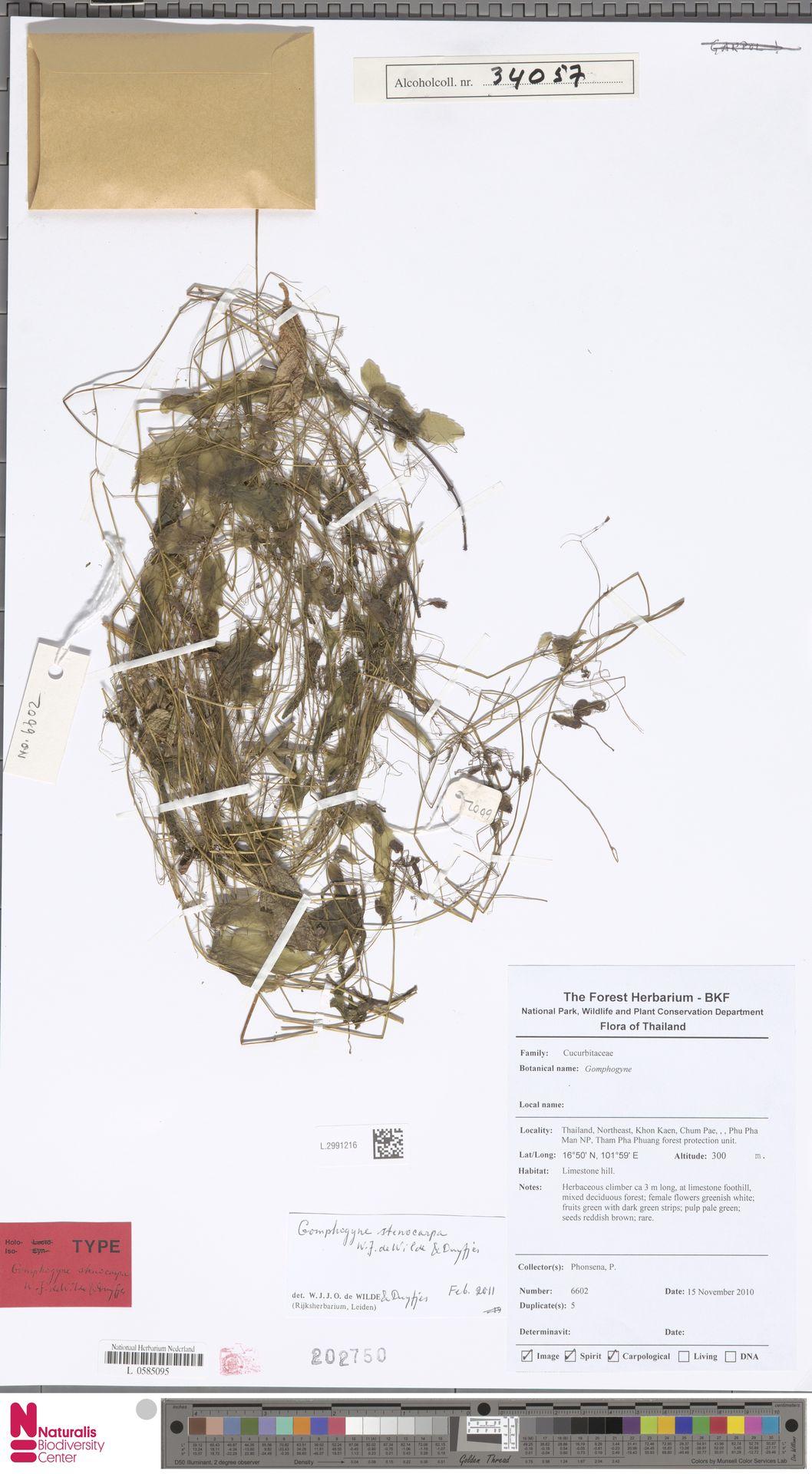 Gomphogyne stenocarpa: Gomphogyne stenocarpa W.J.de Wilde and Duyfjes (type of) - Gomphogyne stenocarpa W.J.de Wilde and Duyfjes