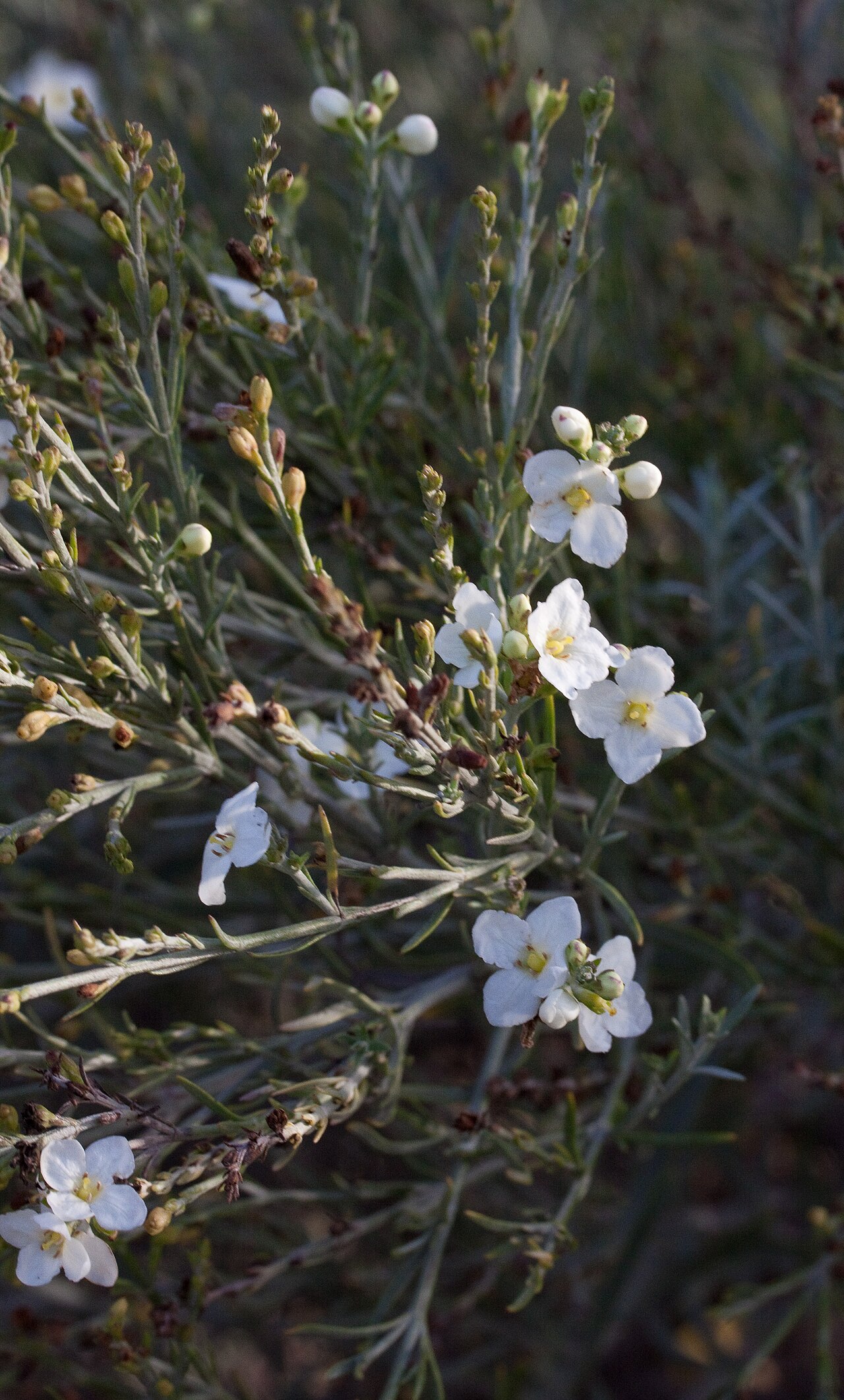 Gomphostigma virgatum: Fleurs de Gomphostigma virgatum - Jardin des Plantes - Paris - France