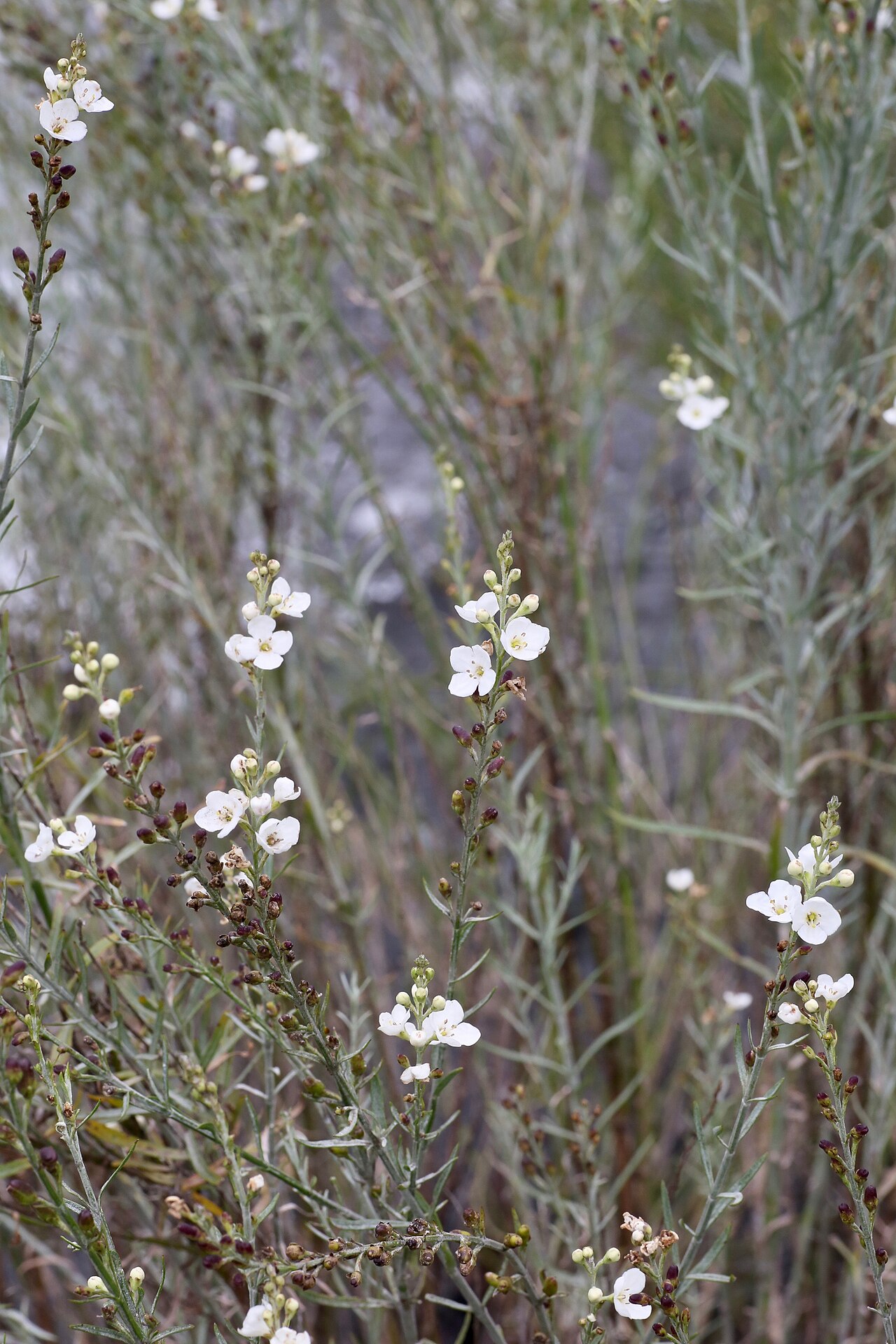 Gomphostigma virgatum: South Africa, KwaZulu-Natal, Giants Castle Game Reserve. Along Bushman's River.