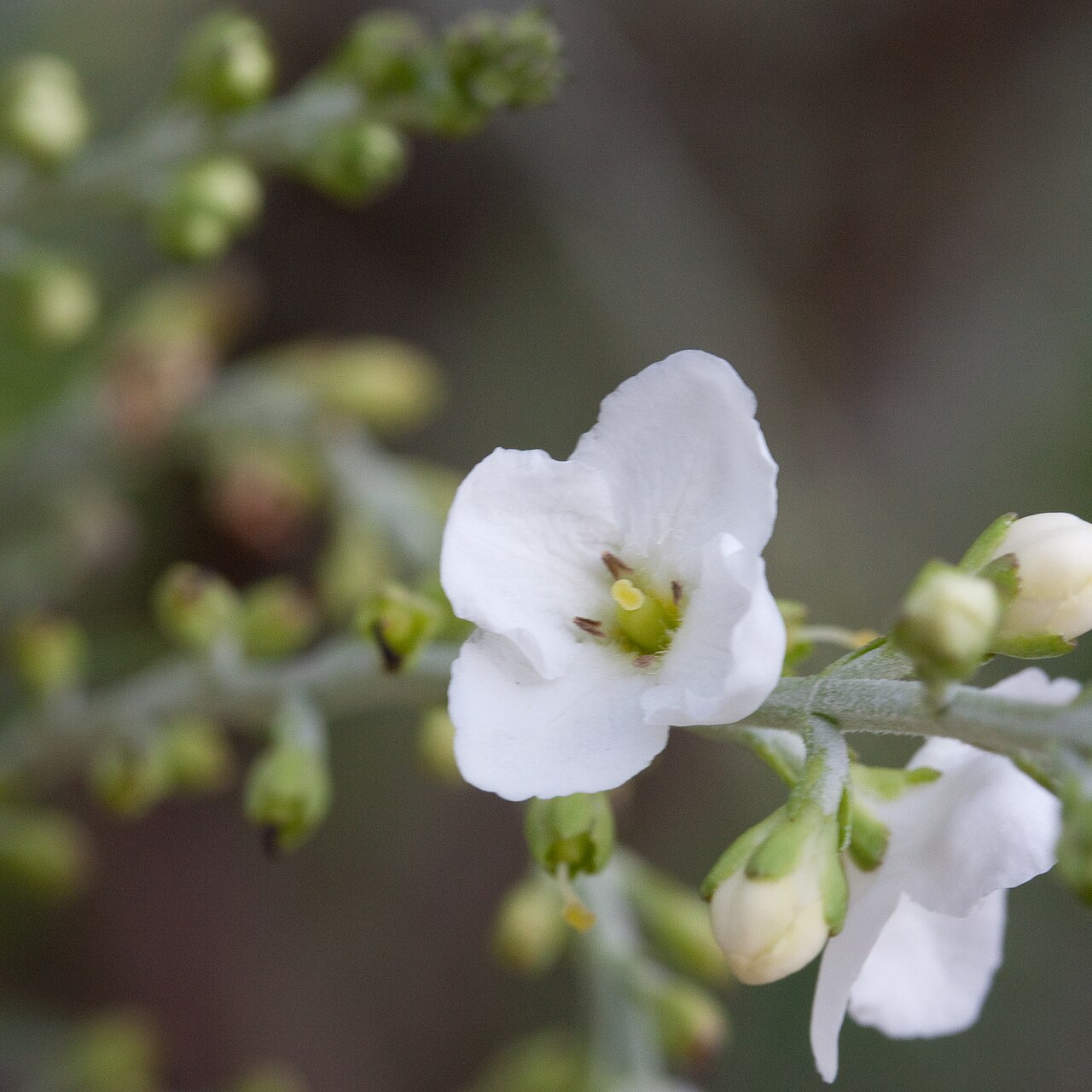Gomphostigma virgatum: Fleurs de Gomphostigma virgatum - Jardin des Plantes - Paris - France