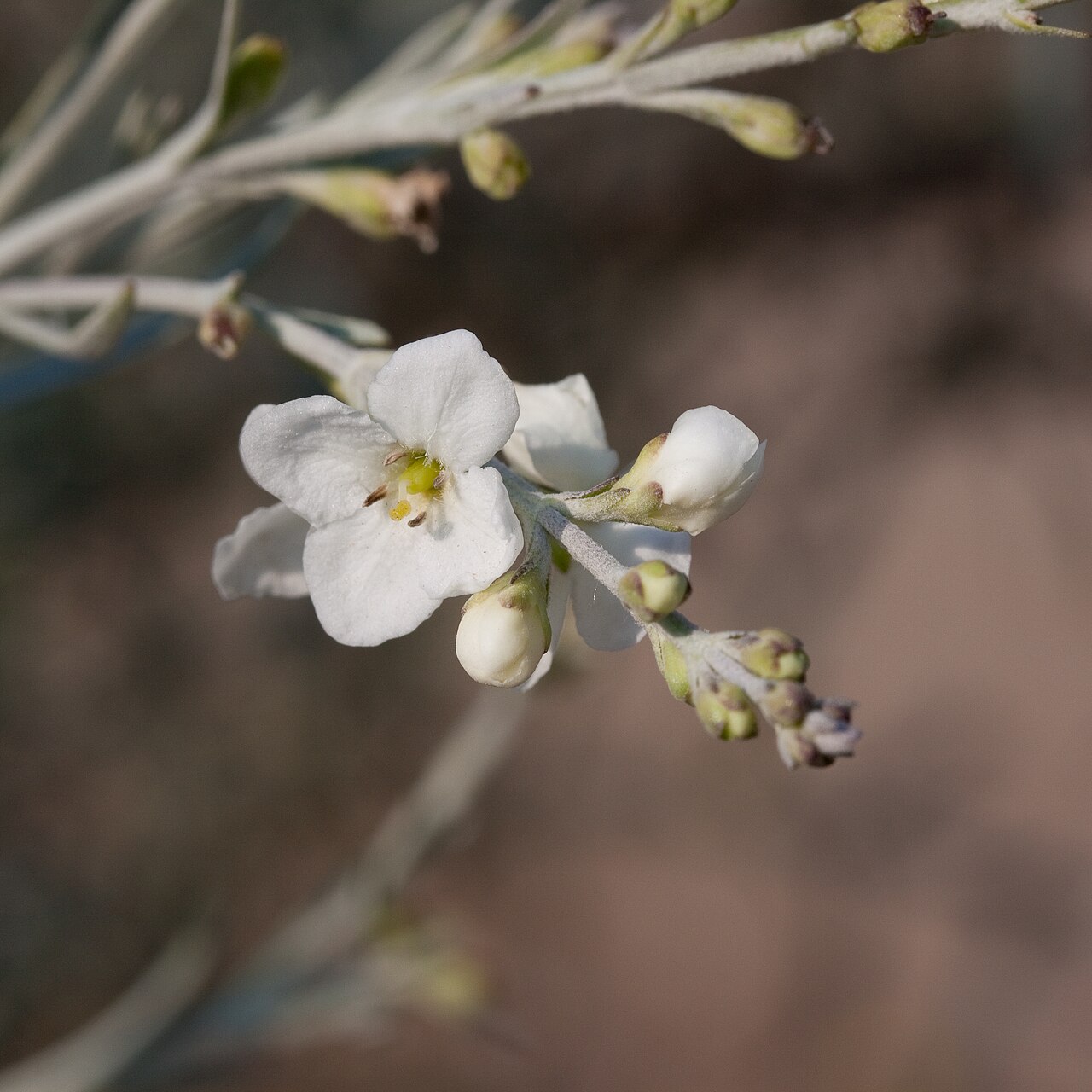 Gomphostigma virgatum: Fleurs de Gomphostigma virgatum - Jardin des Plantes - Paris - France