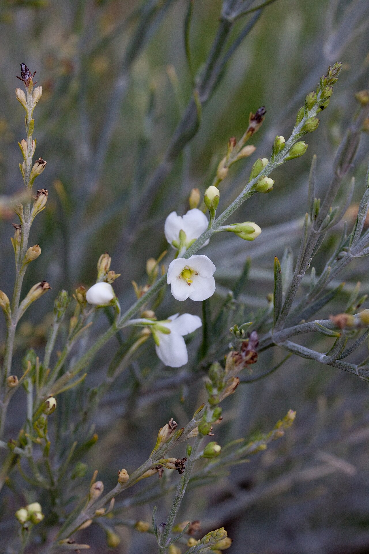 Gomphostigma virgatum: Fleurs de Gomphostigma virgatum - Jardin des Plantes - Paris - France
