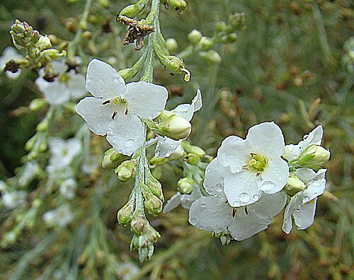 Gomphostigma virgatum: A member of the Buddlejaceae, native to southern portions of Africa and known as River Star or as Otterbush. Jardin Real, Madrid.