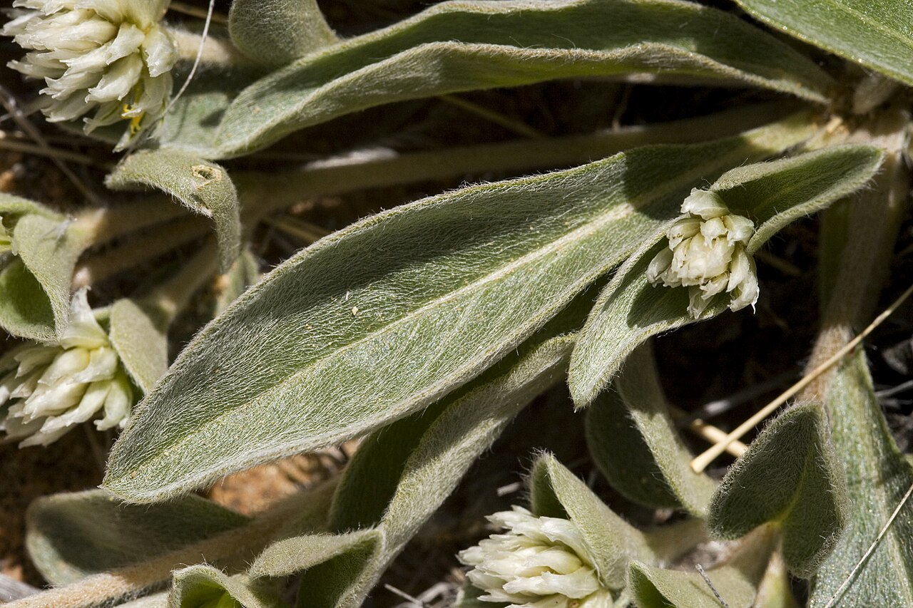 Tufted globe amaranth: Gomphrena caespitosa , NM Hwy. 51 between Engle and Elephant Butte, Sierra County, New Mexico, 24 Apr 2010, 33.129 -107.141.
