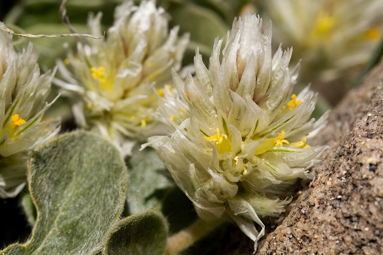 Tufted globe amaranth: Gomphrena caespitosa , NM Hwy. 51 between Engle and Elephant Butte, Sierra County, New Mexico, 24 Apr 2010, 33.129 -107.141.