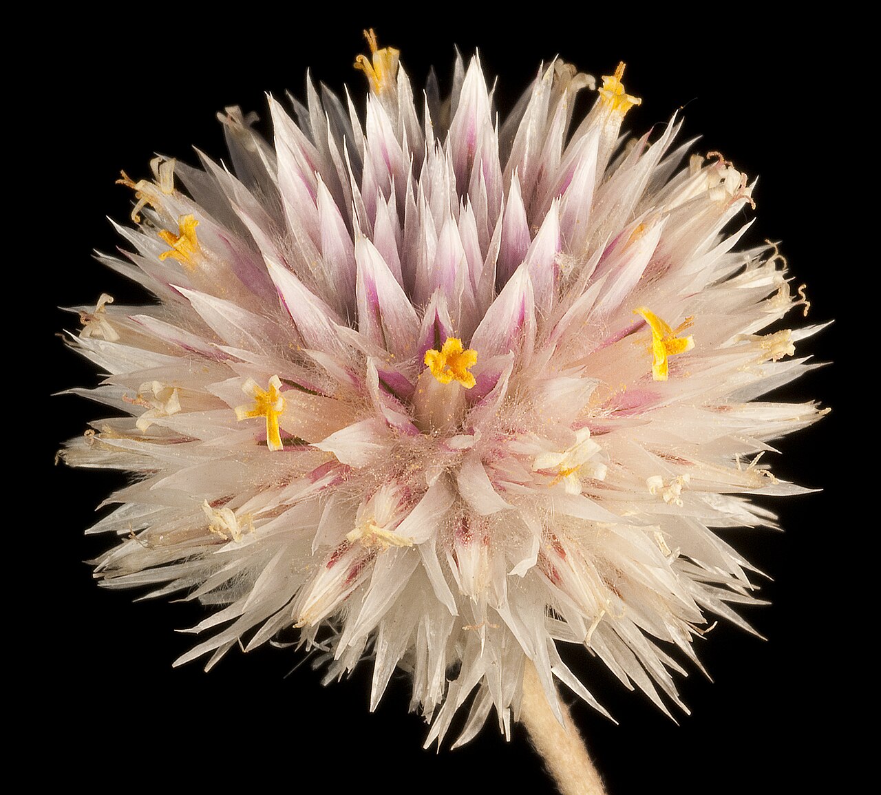 Gomphrena canescens: KRT4555