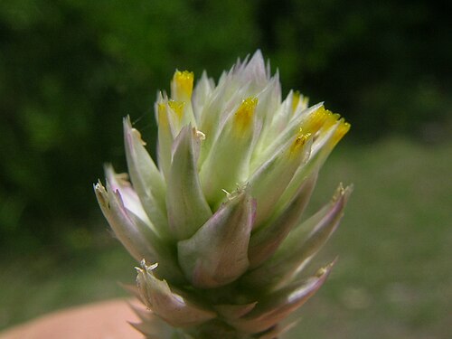Batchelor's button: Introduced, warm-season, annual or perennial, prostrate to ascending herb. Stems are pubescent to woolly or hairless and to 25 cm tall. Leaves are opposite, obl