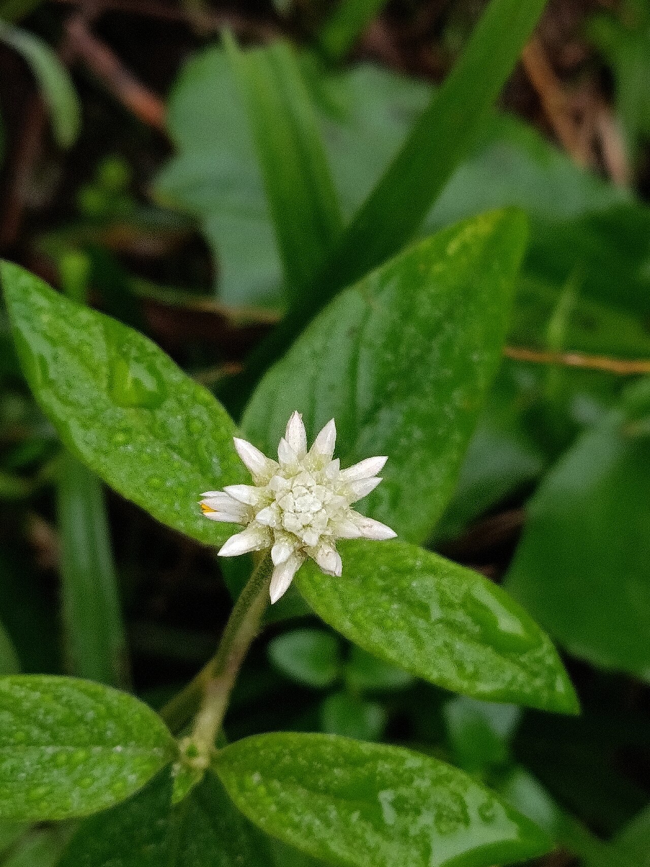 Gomphrena elegans: Gomphrena elegans, Mundo Novo, Taquara - RS, 95600-000, Brasil, 2026-06-07 (iNaturalist).
