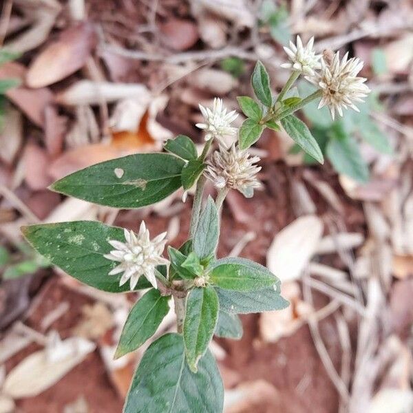 Gomphrena elegans (Gomphrena elegans)