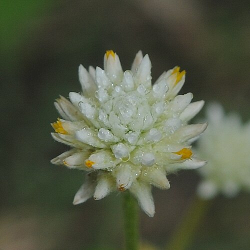 Gomphrena elegans: Gomphrena elegans . Amaranthaceae. Fotos tomadas sobre pradera pedregosa al margen de la Cañada de las Pajas en Palmar, departamento de Soriano, Uruguay.