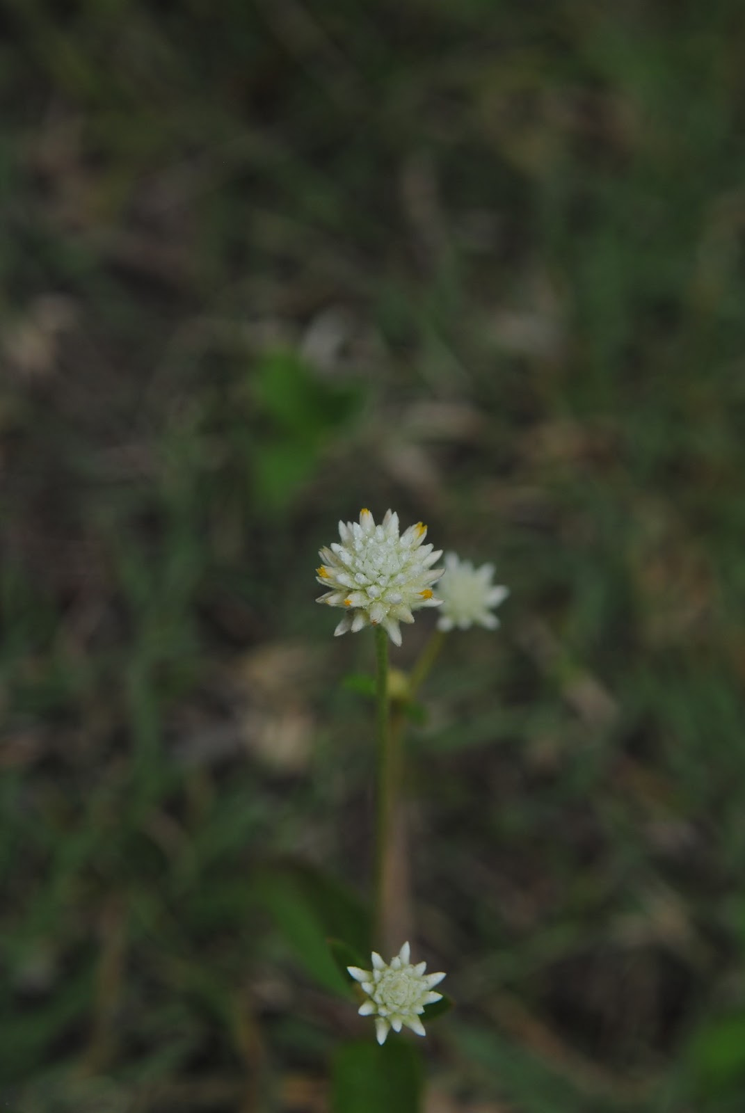 Gomphrena elegans: Gomphrena elegans . Amaranthaceae. Fotos tomadas sobre pradera pedregosa al margen de la Cañada de las Pajas en Palmar, departamento de Soriano, Uruguay.