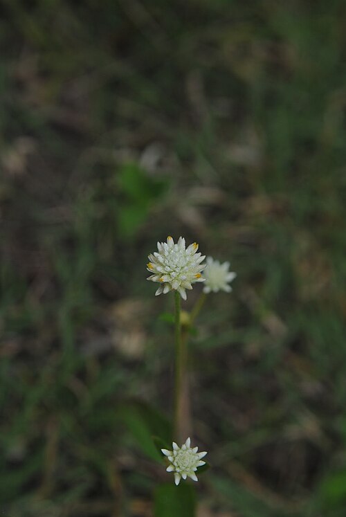 Gomphrena elegans: Gomphrena elegans . Amaranthaceae. Fotos tomadas sobre pradera pedregosa al margen de la Cañada de las Pajas en Palmar, departamento de Soriano, Uruguay.