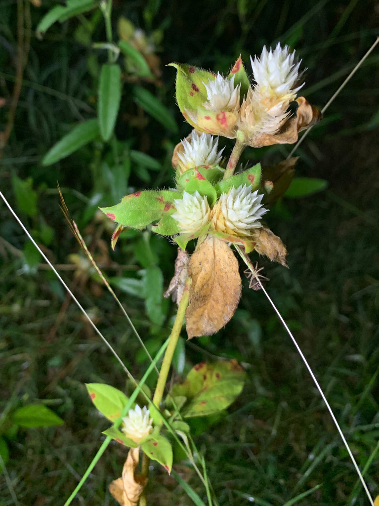 Gomphrena filaginoides (Gomphrena filaginoides)
